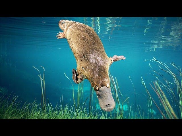 The Secrets of the Platypus | Discovery English Subtitles