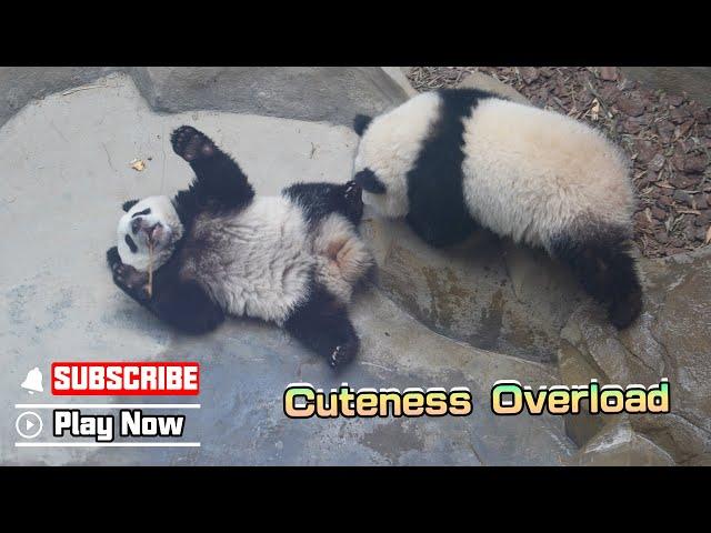 Even Pandas Can't Handle Their Cuteness | iPanda