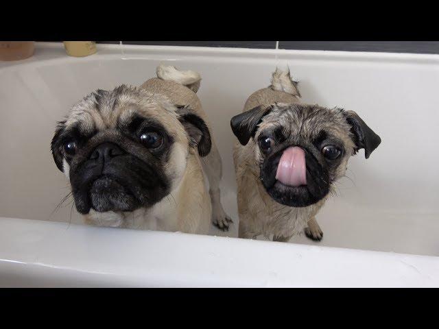 Bathing 2 Pugs at Once!