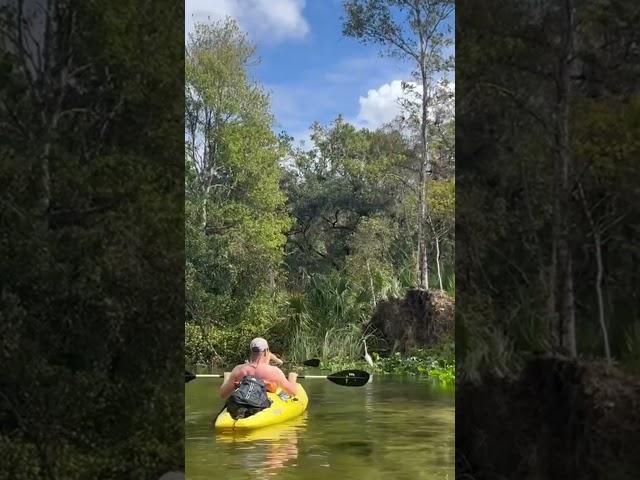 Kings Landing FLORIDA! #kingslanding #florida #nature #wildlife #kayaking