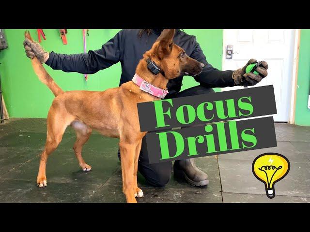 How to Build Focus with You Dog | Grassroots K9