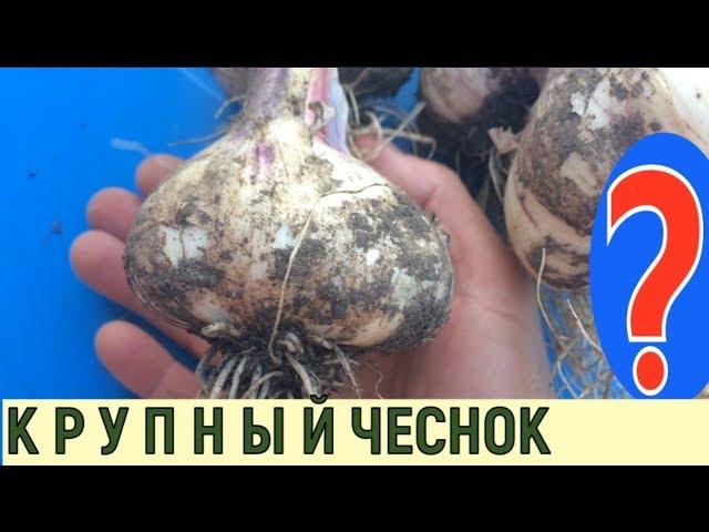 ОЧЕНЬ КРУПНЫЙ ЧЕСНОК, МУЛЬЧИРОВАНИЕ ЧЕСНОКА ОСЕНЬЮ