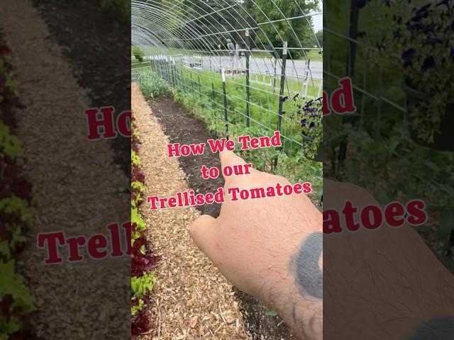 How Do We Tend to Our Trellised Tomatoes? #regenerativeagriculture #gardenstructure #tomato