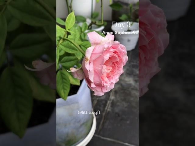 Barakallahufik My Anne Sophie Pic Rose in Malaysia