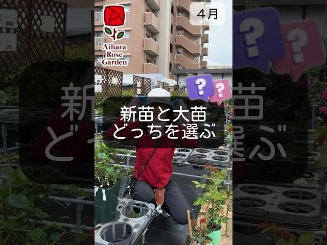 新苗と大苗どっちを選ぶ　#相原バラ園 #バラ栽培 #ショート