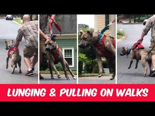 Where To Start When Your Dog Is Leash Reactive