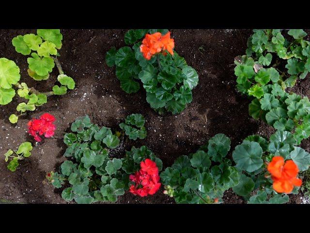 Everything about growing geranium (pergonium) (insertion, etc.)