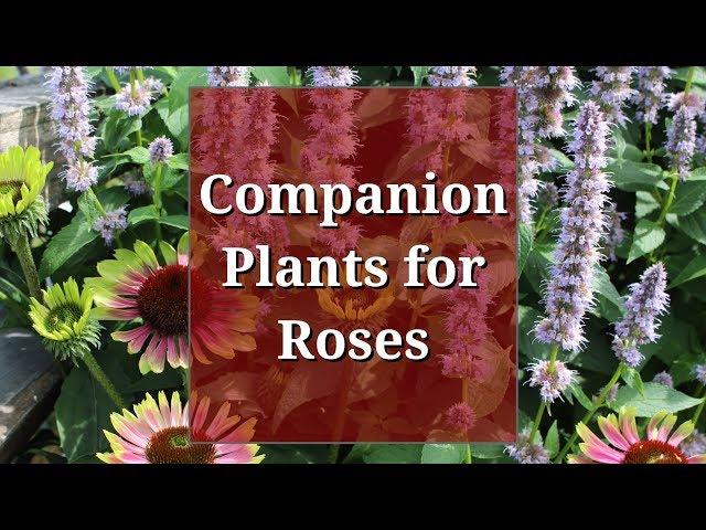 Companion Plants for Roses