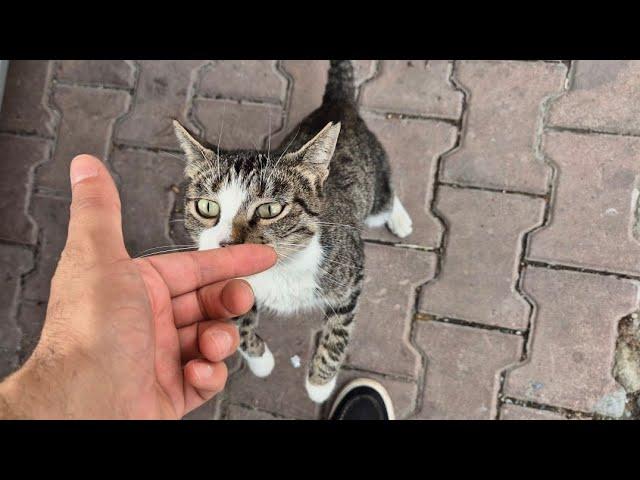 The stray cat is so hungry that it stands on its two legs and asks for food.