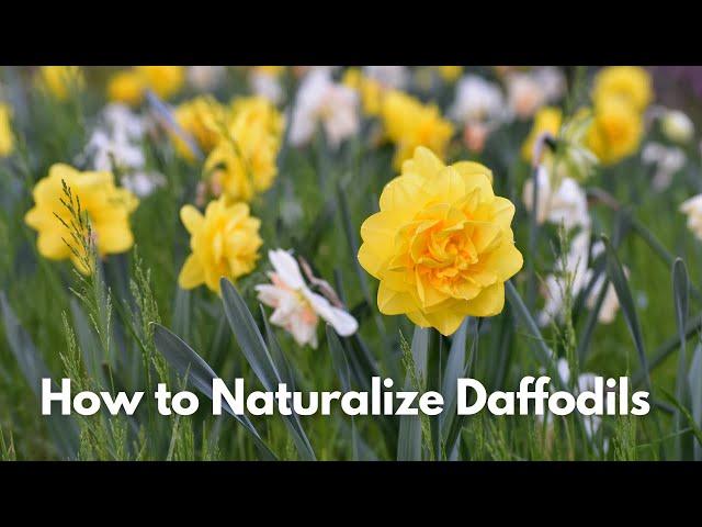 How to Naturalize Daffodils // Naturalizing Narcissus in the Lawn