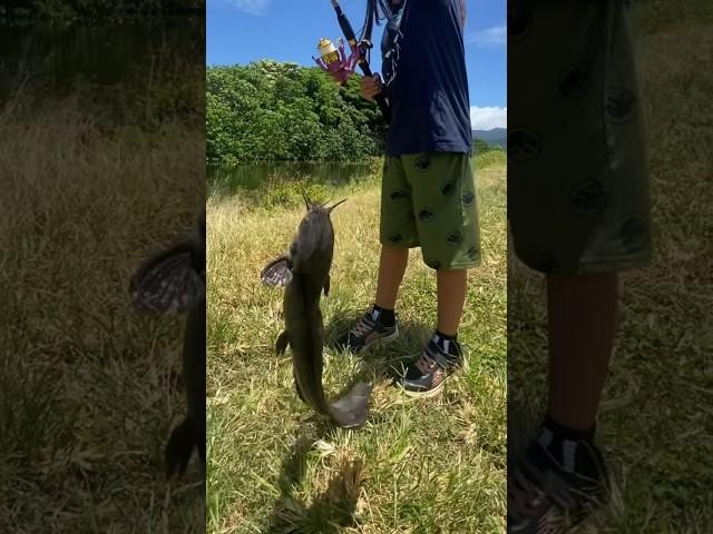 Fishing catfish release #fishing #catfish #catchandrelease #shorts #irespectfish