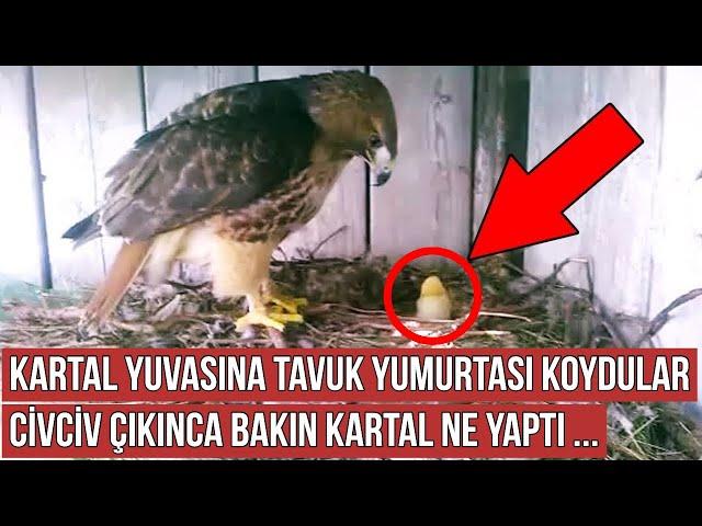 Çiftçi Kartal Yuvasına Tavuk Yumurtası Koydu, Kartal Çıkan Civcivi Görünce Bakın Ne Yaptı