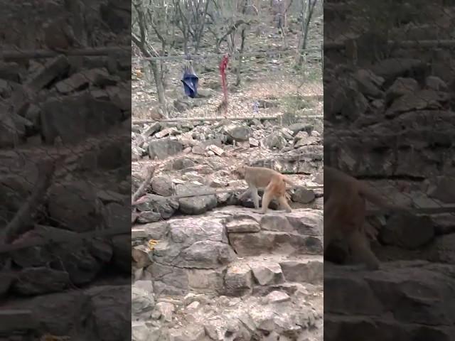 Kamadgiri parvat chitrakoot #shorts #shortsvideo #chitrakoot