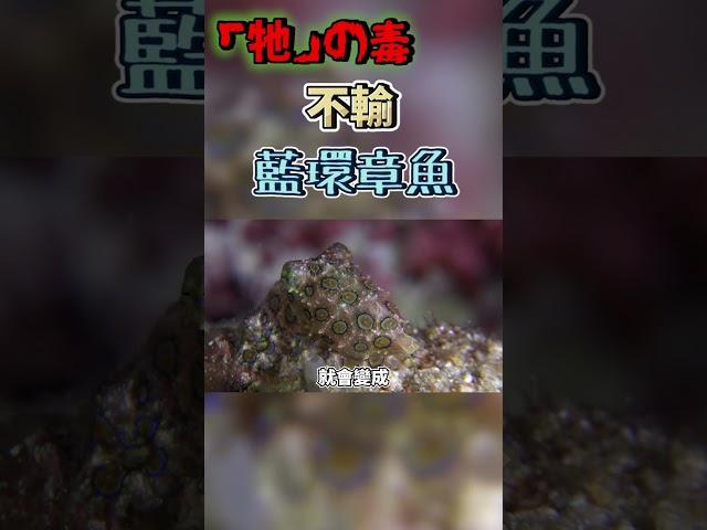 千萬別吃火焰烏賊！毒性不輸藍環章魚？變身功夫更勝一籌！曉菁主播 #shorts JudyVlog