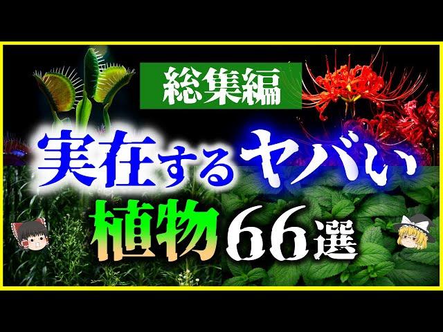 【ゆっくり解説】【総集編】猛毒、繁殖力…身近にも実在する「ヤバい植物」66選を解説【睡眠用】【作業用】
