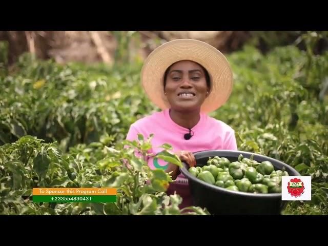 How To Easily Make GH¢ 2,000 Weekly From One Acre Bell Pepper Farm | Beginners Guide 2023