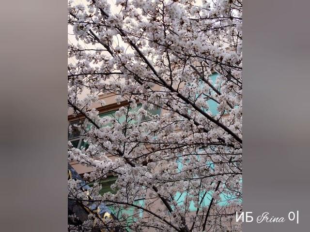 Путешествуем с Ириной N14. Сеул. Цветение сакуры. Irina's traveling. Seoul. Cherry blossom.