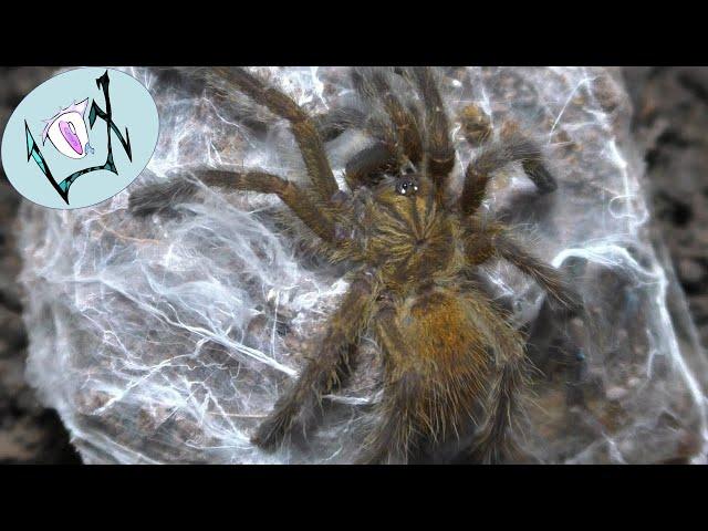 A Lot of OBT Juvenile Rehousing's | Pterninochilus murinus