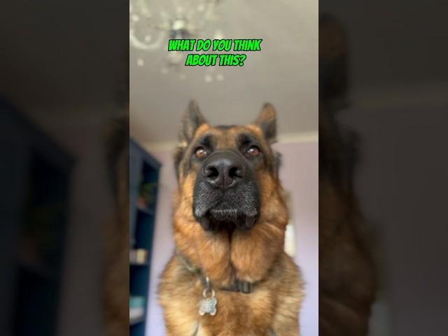 What do you think? #dog #germanshepherd #gsd #funny #shorts #funnyanimals #yt #comedy #lol #dogs