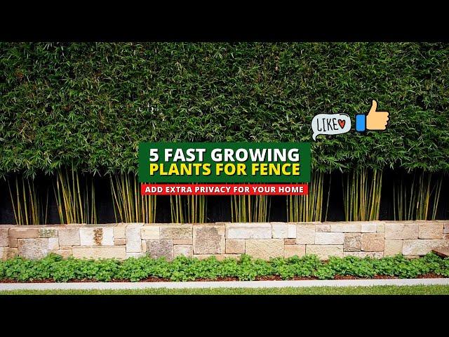 Extra Privacy Ideas: 5 Fast Growing Plants for Fence 