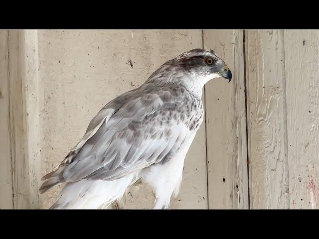 Falconry: New Goshawk Species?