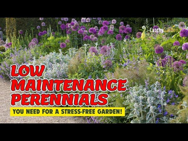  6 LOW MAINTENANCE PERENNIALS YOU NEED FOR A STRESS-FREE GARDEN!  // Gardening Ideas