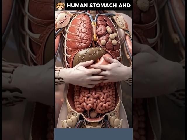 Ultra Close up of Human Stomach | BIO AI ART