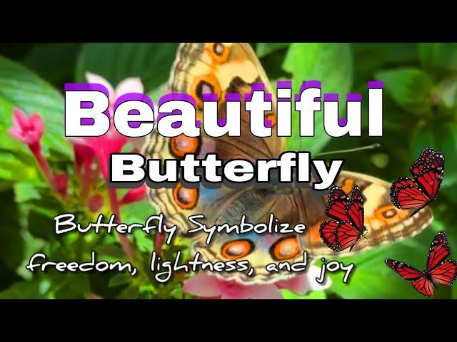 Beautiful butterfly  with relaxing music #soothing #calming #relaxingvideo #butterfly #facts