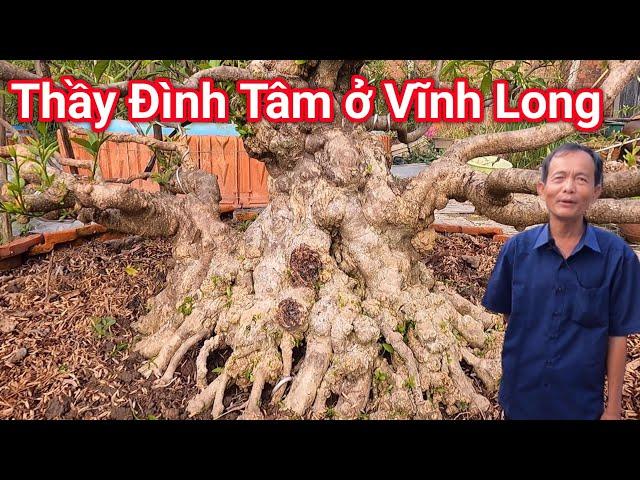 Chia sẻ kinh nghiệm mô hình trồng cây Bonsai thu về tiền tỷ của Thầy Đình Tâm ở Vĩnh Long