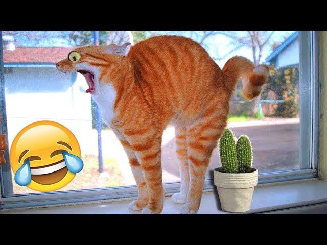 Funny animals | Funny cats and dogs | Funny animal videos 2023 #6