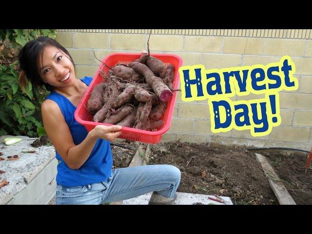 Purple Sweet Potato Harvest Day!