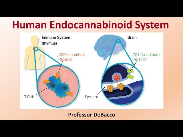 Human Endocannabinoid System