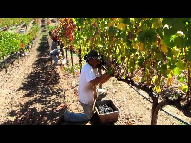 Harvest at the Hollow 2010 Goldie's Vineyard PInot Noir.MOV