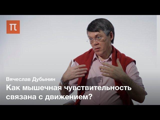 Мышечная чувствительность — Вячеслав Дубынин