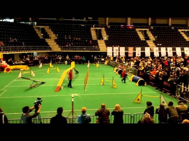 Belgian shepherd groenendael agility