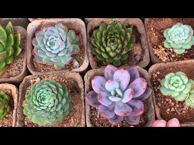 THIS WAS VERY IMPORTANT TO CLARIFY FOR NEW BUYERS | SUCCULENT CARE TIPS