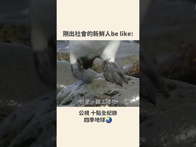 剛出社會的新鮮人 ＃梗圖＃迷因＃新鮮人＃企鵝 #shorts