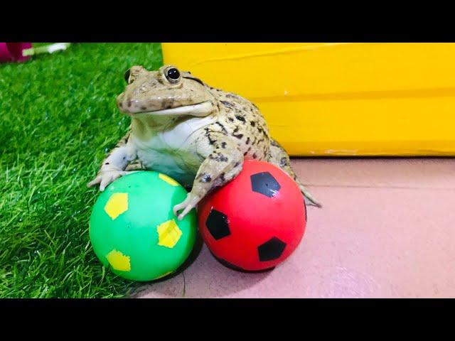 Amazing goalkeeper frog / funny frog 