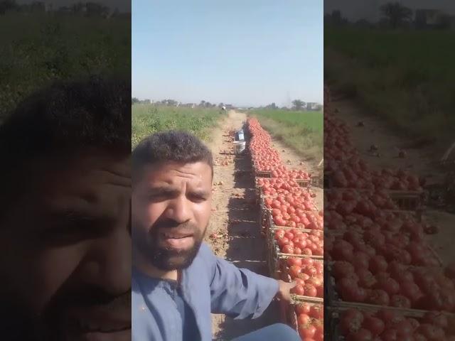سبحان المغير ولا يتغير #العبور #اكسبلور #سوق