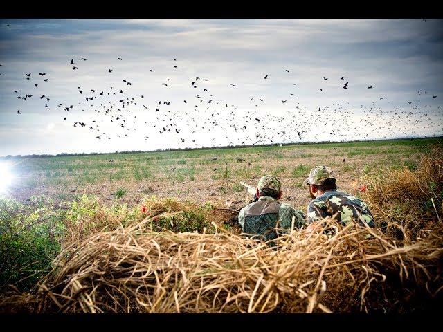 Shooting pigeons with the Shotkam!