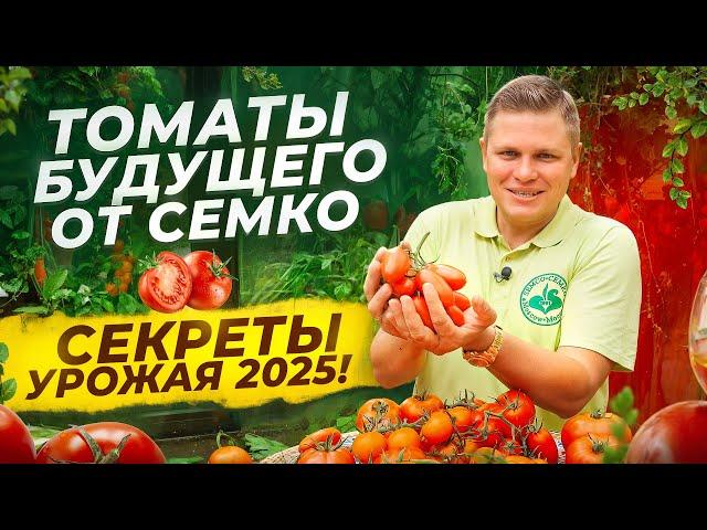  НОВЫЕ ТОМАТЫ ОТ СЕМКО: ЧТО САЖАТЬ В 2025-2026 ГОДУ?  ТЕСТИРУЕМ ЛУЧШИЕ СОРТА!