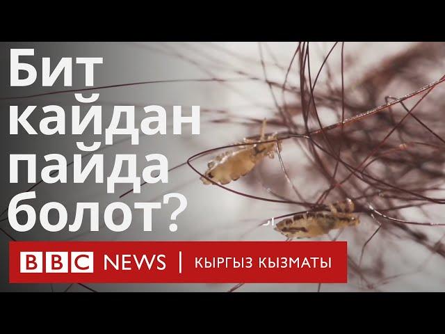 Бит кайдан пайда болот? - BBC Kyrgyz