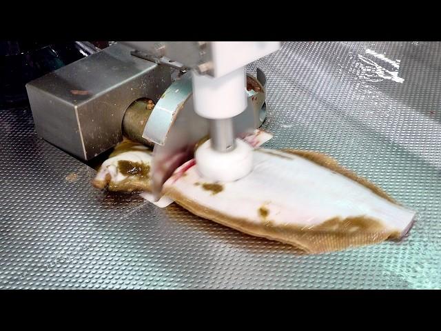 Cutting and Separating Fish in an Instant! Sashimi Automatic Mass Production Factory Process