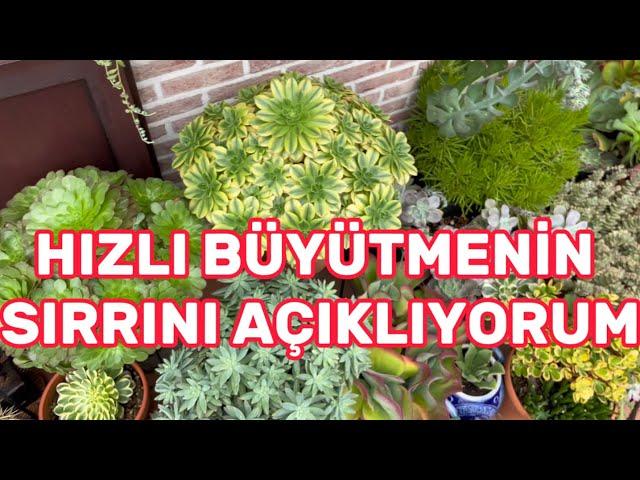 SUKULENT VE ÇİÇEKLERİNİZİ EN HIZLI BÜYÜTMENİN SIRRINI AÇIKLIYORUM  MAYMUN KUYRUĞU KAKTÜS ARAJMANIM