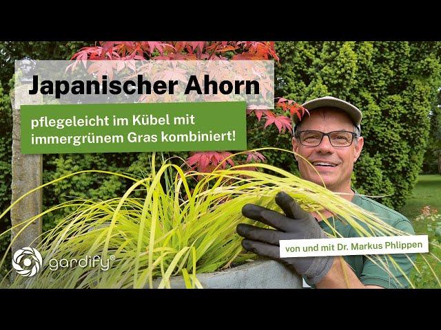 Japanischer Ahorn - pflegeleicht im Kübel mit immergrünem Carex Gras kombiniert! Japanischer Garten!