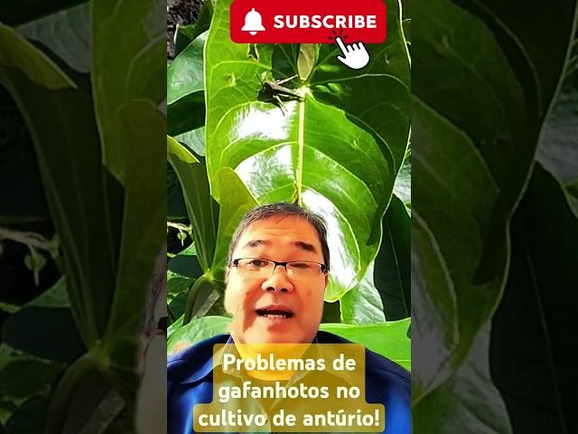 Problemas dos Gafanhotos no cultivo de Antúrios. #robertotakane