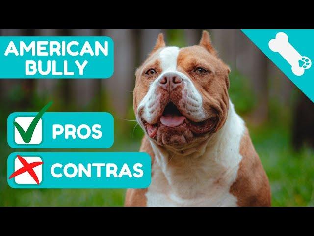 Advantages and Disadvantages of owning an AMERICAN BULLY  Pros  Cons of an AMERICAN BULLY dog.