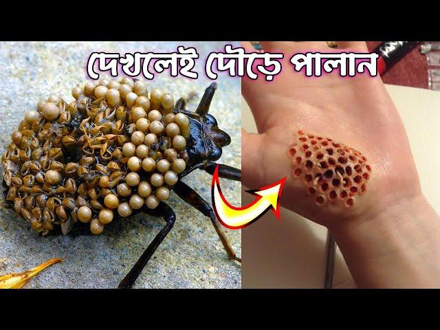 পৃথিবীর সবচেয়ে ভয়ংকর ৮ টি পোকা | এদের দেখলেই দৌড়ে পালান | 8 Most Dangerous Bugs in the World