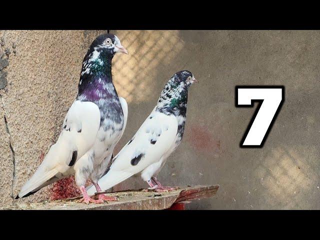 7 Number MAIN Pair | Ch Sakhi Muhammad Bhatti Pigeons