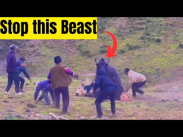 #yakfight BEST COLLECTION TIBETAN YAK BATTLE EVER 2024 #angry #tibetian #animals #tibet #bull #top